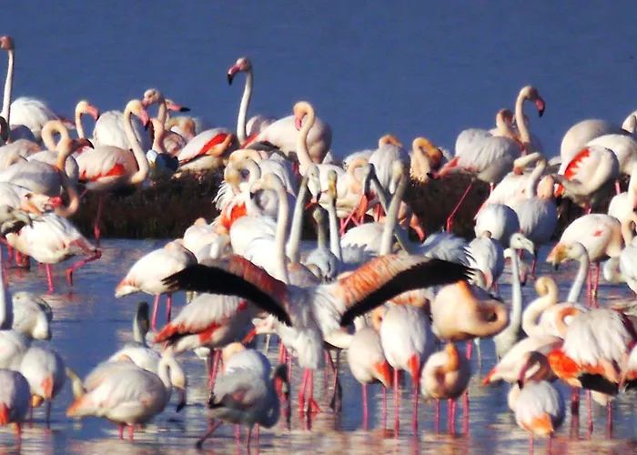 Astoria * ليدو ديلي ايستينسي