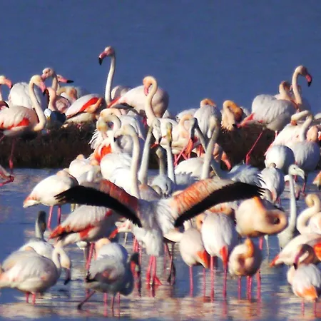 Astoria * Llido Degli Estensi