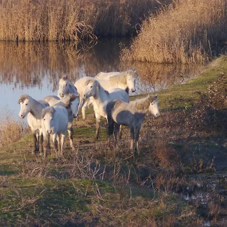 Διαμέρισμα Astoria Llido Degli Estensi