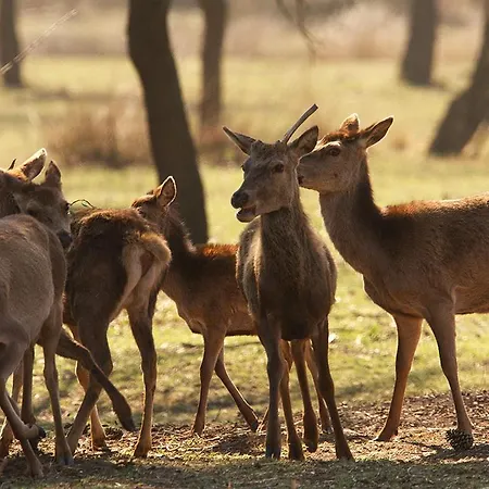 Διαμέρισμα Astoria Llido Degli Estensi